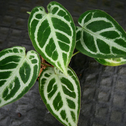 Anthurium Crystal Hope plant with glossy green leaves showing white venation patterns