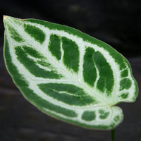 Anthurium 'Crystal Hope"