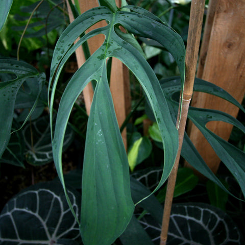 Monstera croatii plant with large split green leaves supported by a wooden stake.