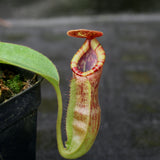 Nepenthes (spathulata x lowii) x  redonkulas, CAR-0160