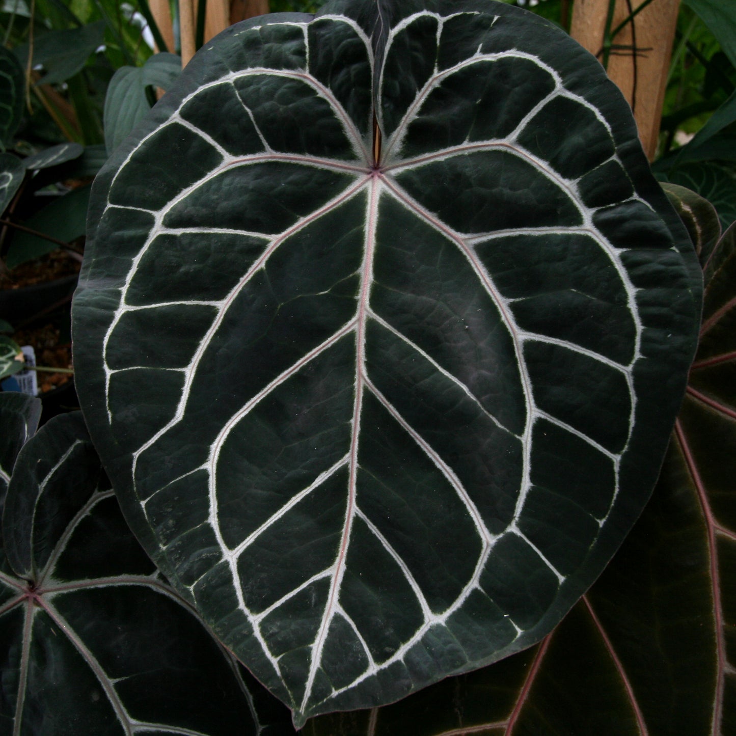 crystallinum anthurium Anthurium "Red Crystallinum" – Carnivero