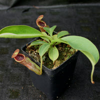 Nepenthes (spathulata x lowii) x  redonkulas, CAR-0160