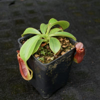 Nepenthes (spathulata x lowii) x  redonkulas, CAR-0160