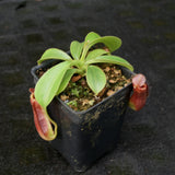 Nepenthes (spathulata x lowii) x  redonkulas, CAR-0160