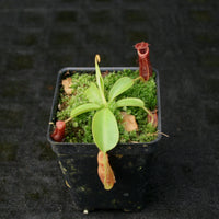 Nepenthes (spathulata x lowii) x  redonkulas, CAR-0160