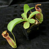 Nepenthes (spathulata x lowii) x  redonkulas, CAR-0160