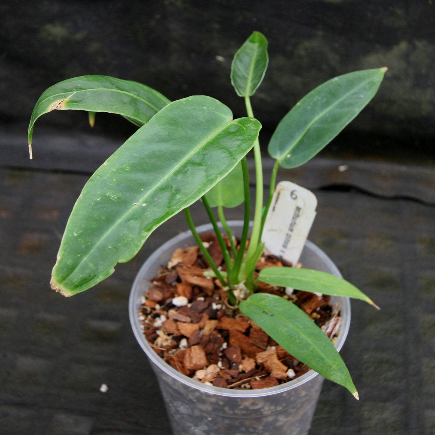 anthurium cirinoi x warocqueanum Anthurium aff. cirinoi "Hawaii" x warocqueanum – Carnivero