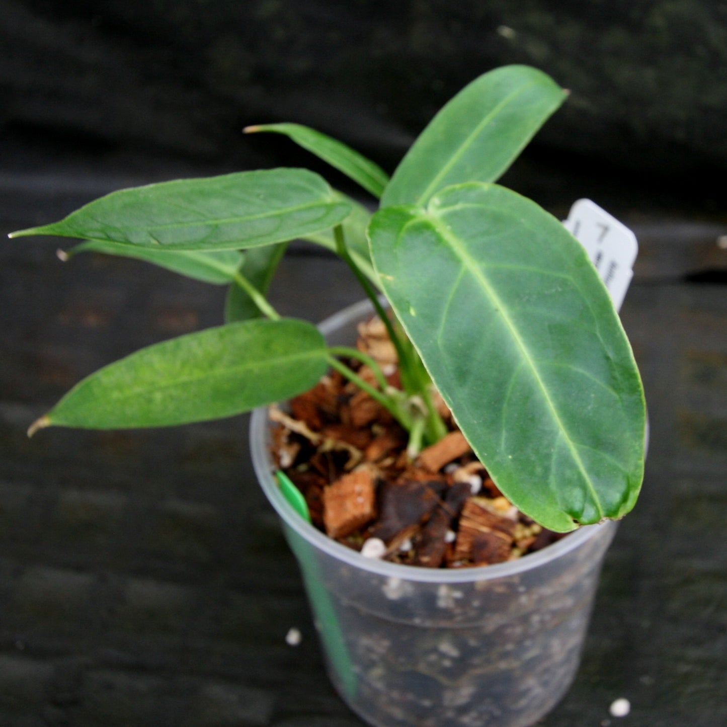 anthurium cirinoi x warocqueanum Anthurium aff. cirinoi "Hawaii" x warocqueanum – Carnivero