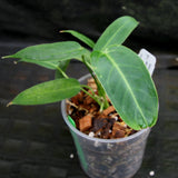 Anthurium aff. cirinoi "Hawaii" x warocqueanum