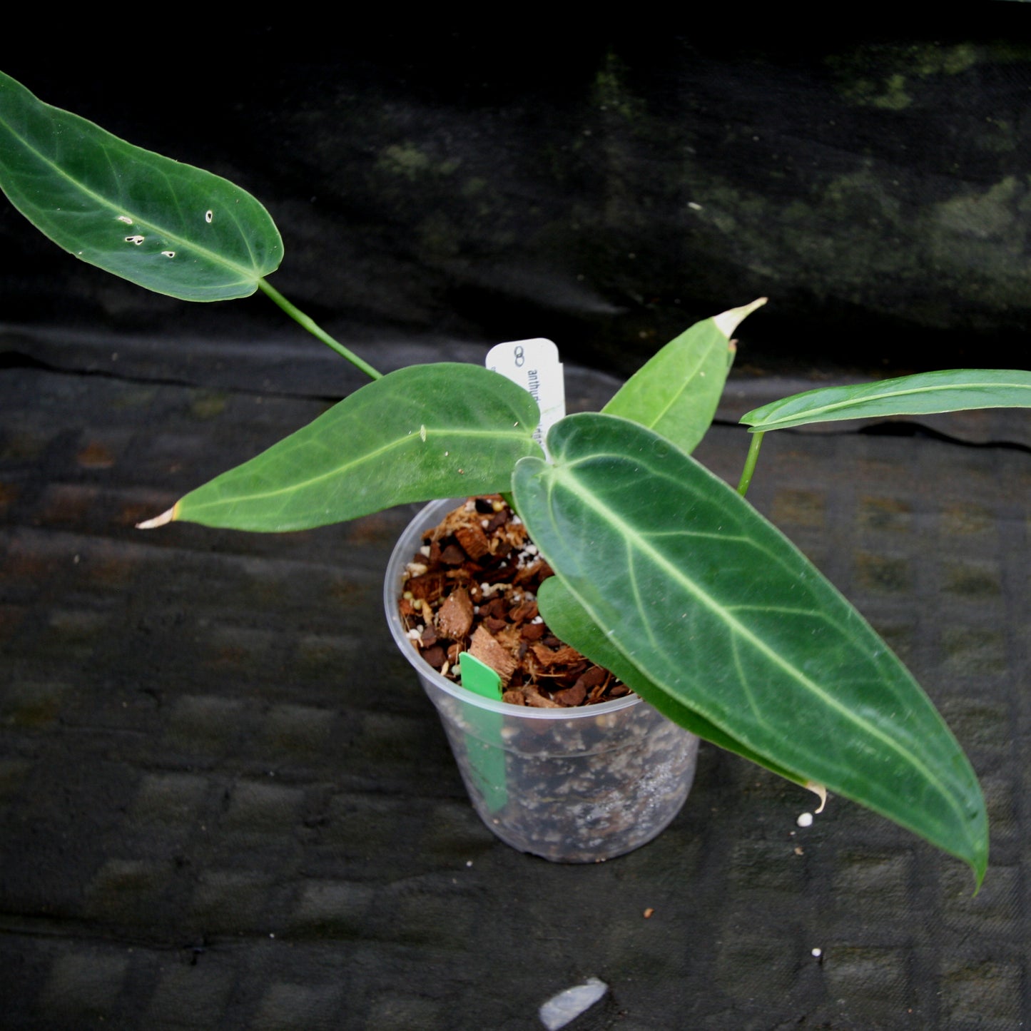 anthurium cirinoi x warocqueanum Anthurium aff. cirinoi "Hawaii" x warocqueanum – Carnivero