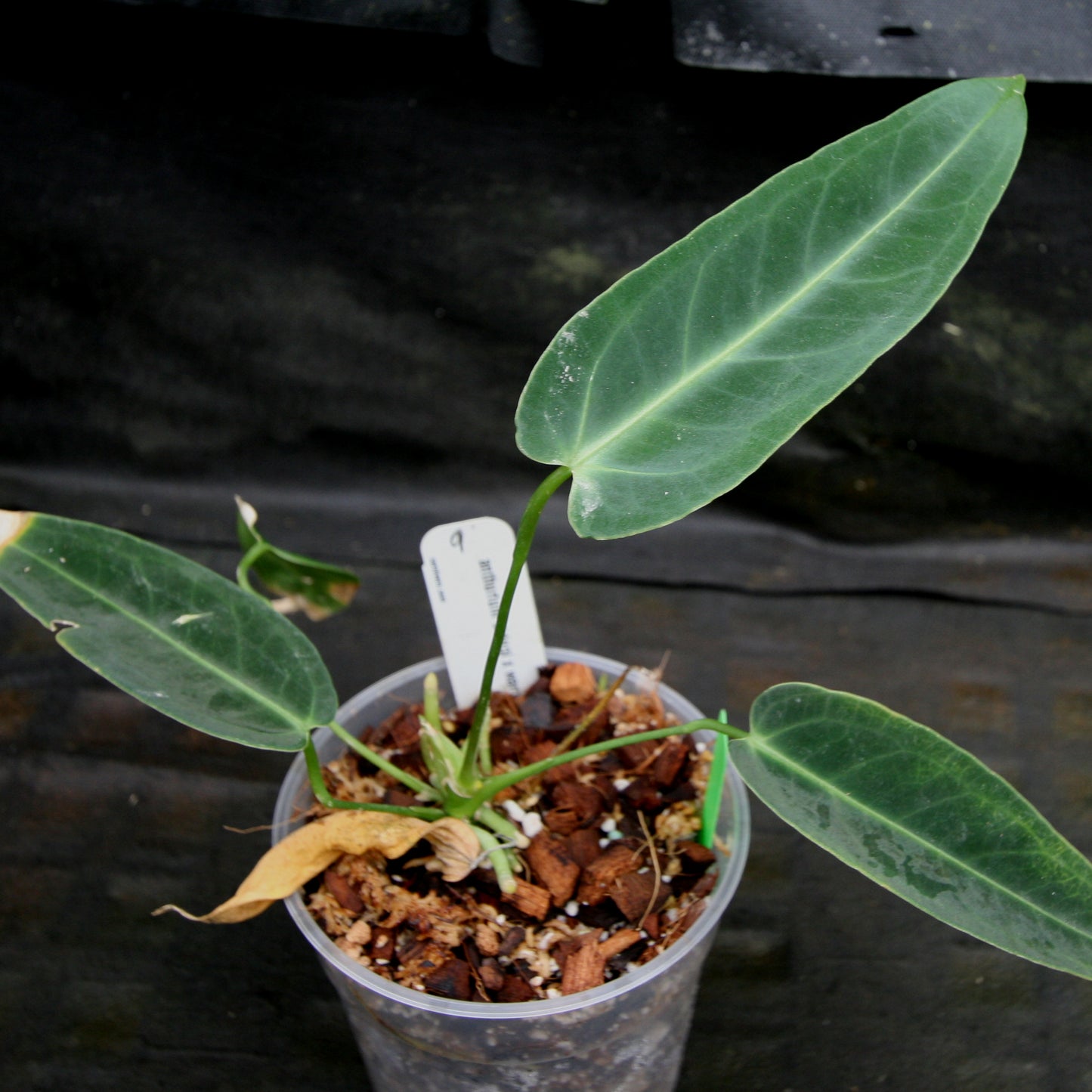 anthurium cirinoi x warocqueanum Anthurium aff. cirinoi "Hawaii" x warocqueanum – Carnivero
