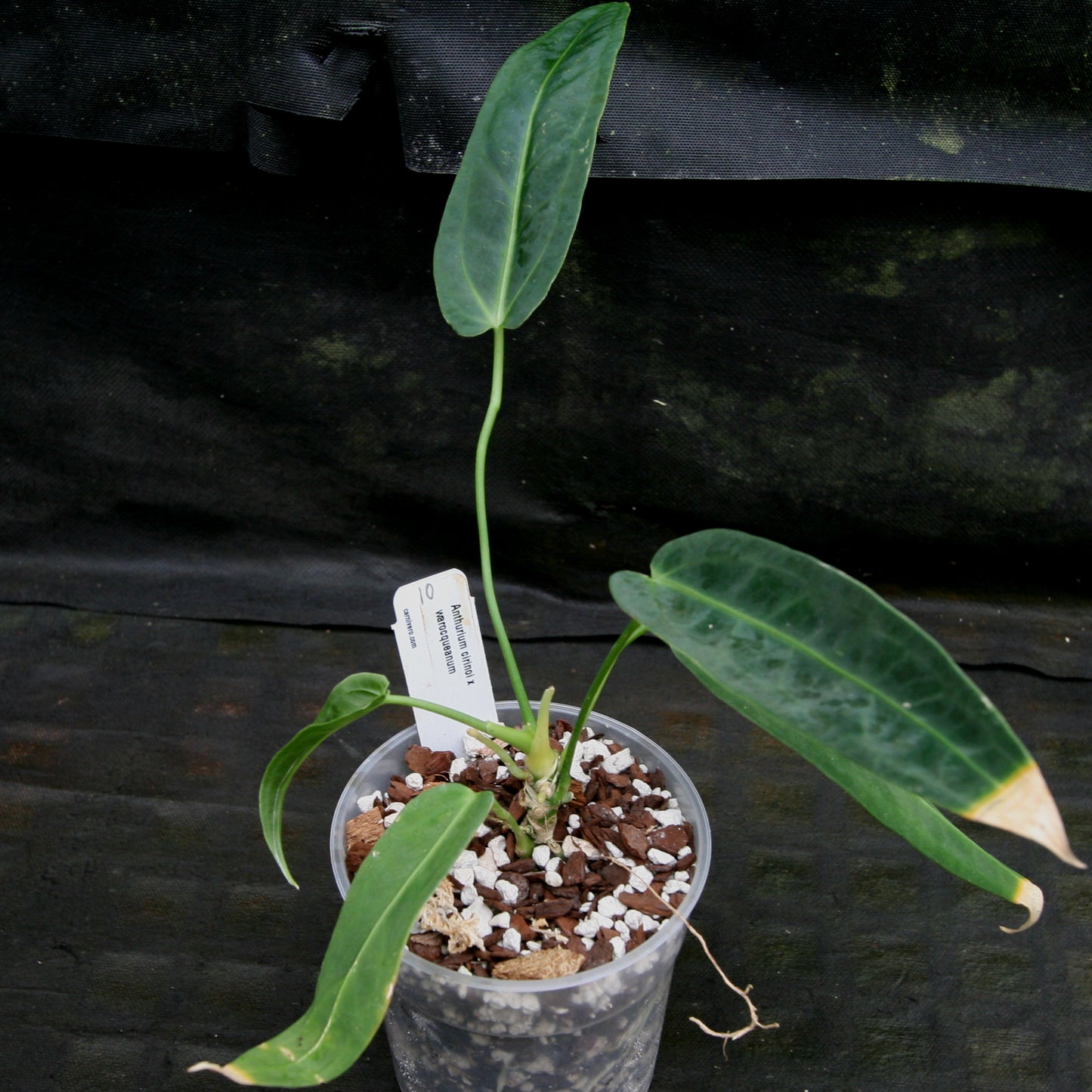 anthurium cirinoi Anthurium aff. cirinoi "Hawaii" x warocqueanum – Carnivero