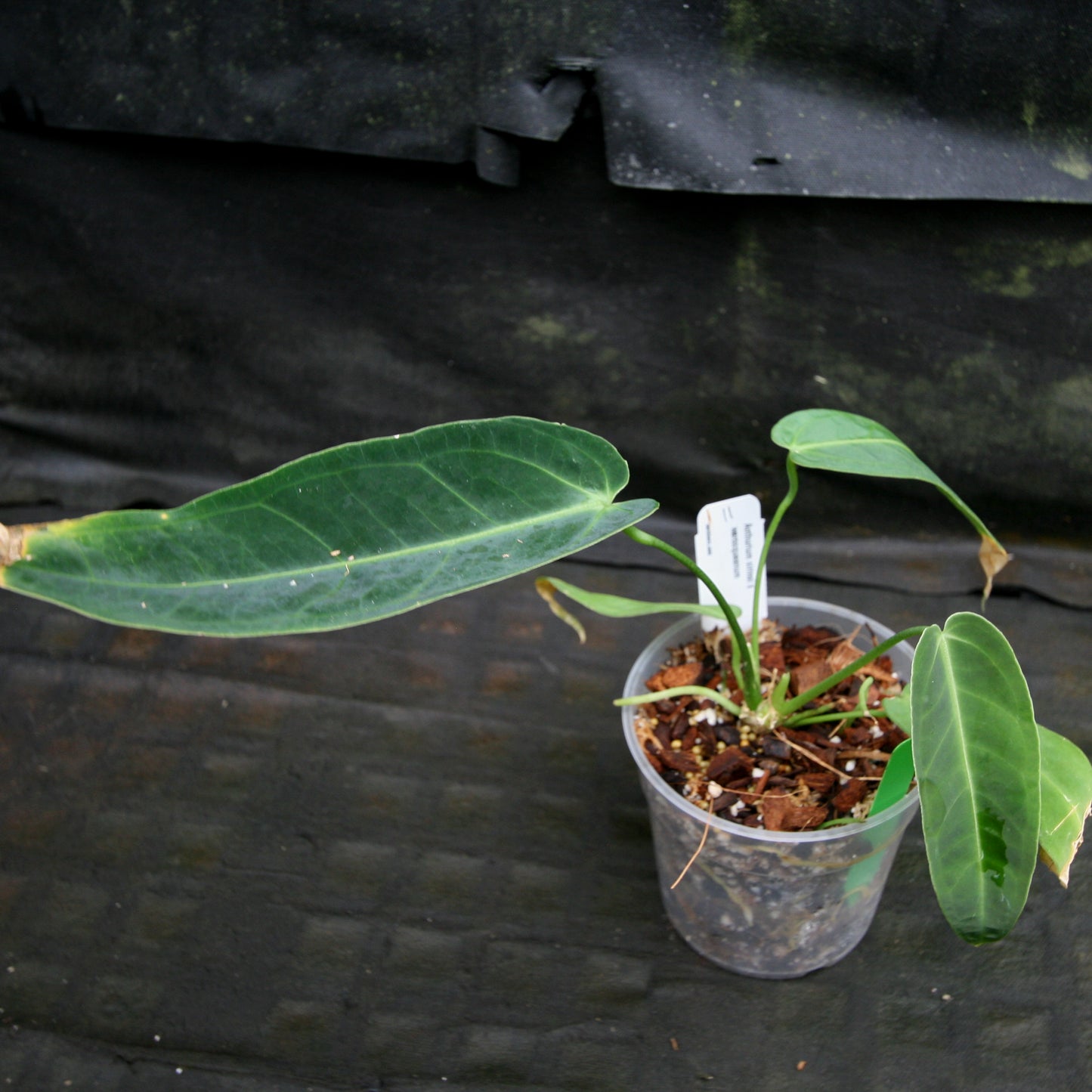 anthurium cirinoi care Anthurium aff. cirinoi "Hawaii" x warocqueanum – Carnivero
