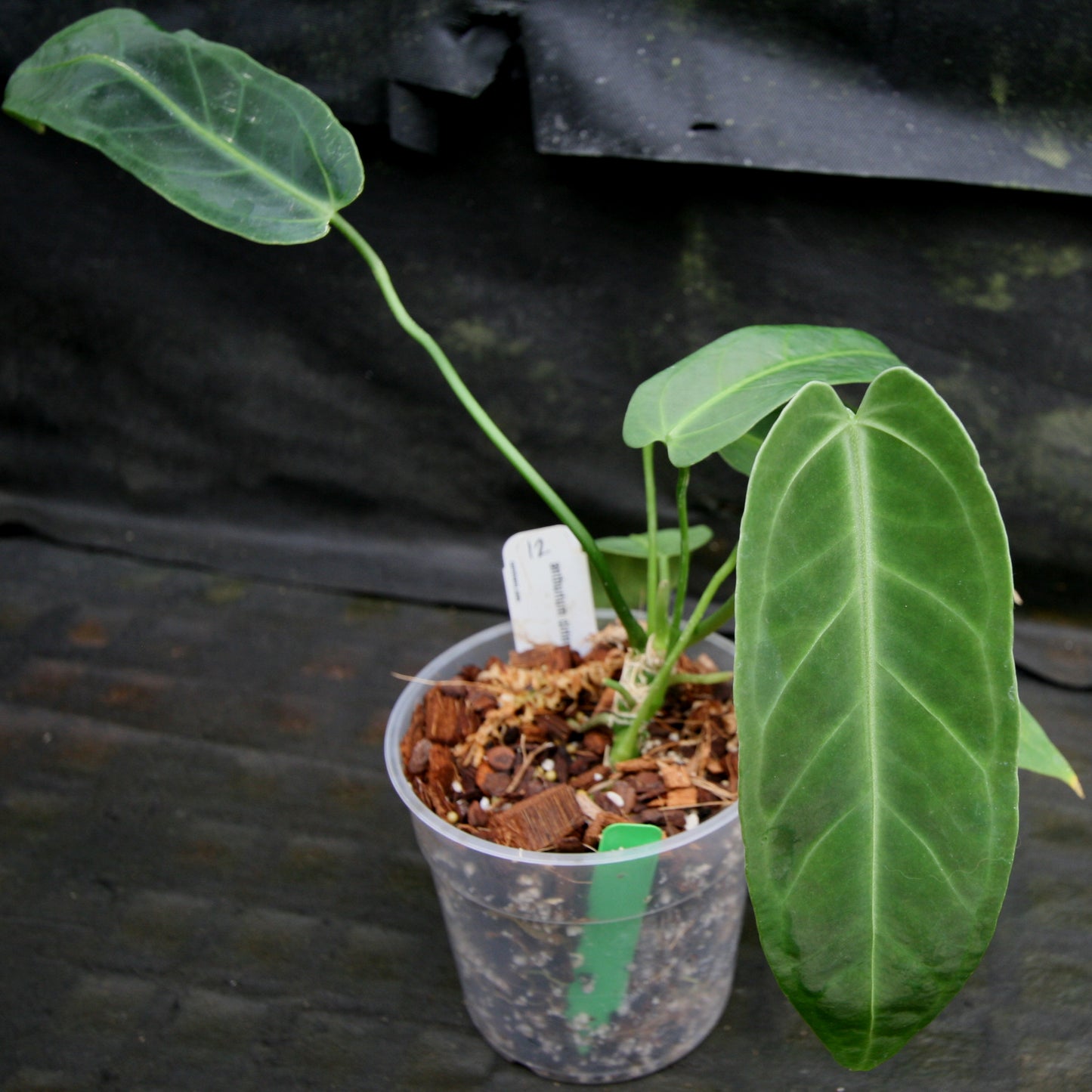 anthurium warocqueanum seedling Anthurium aff. cirinoi "Hawaii" x warocqueanum – Carnivero