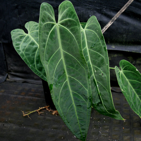 Anthurium aff cirinoi Hawaii x warocqueanum plant with broad glossy green leaves and pale veining.