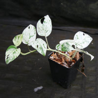 Epipremnum Pinnatum Variegata Albo Marble