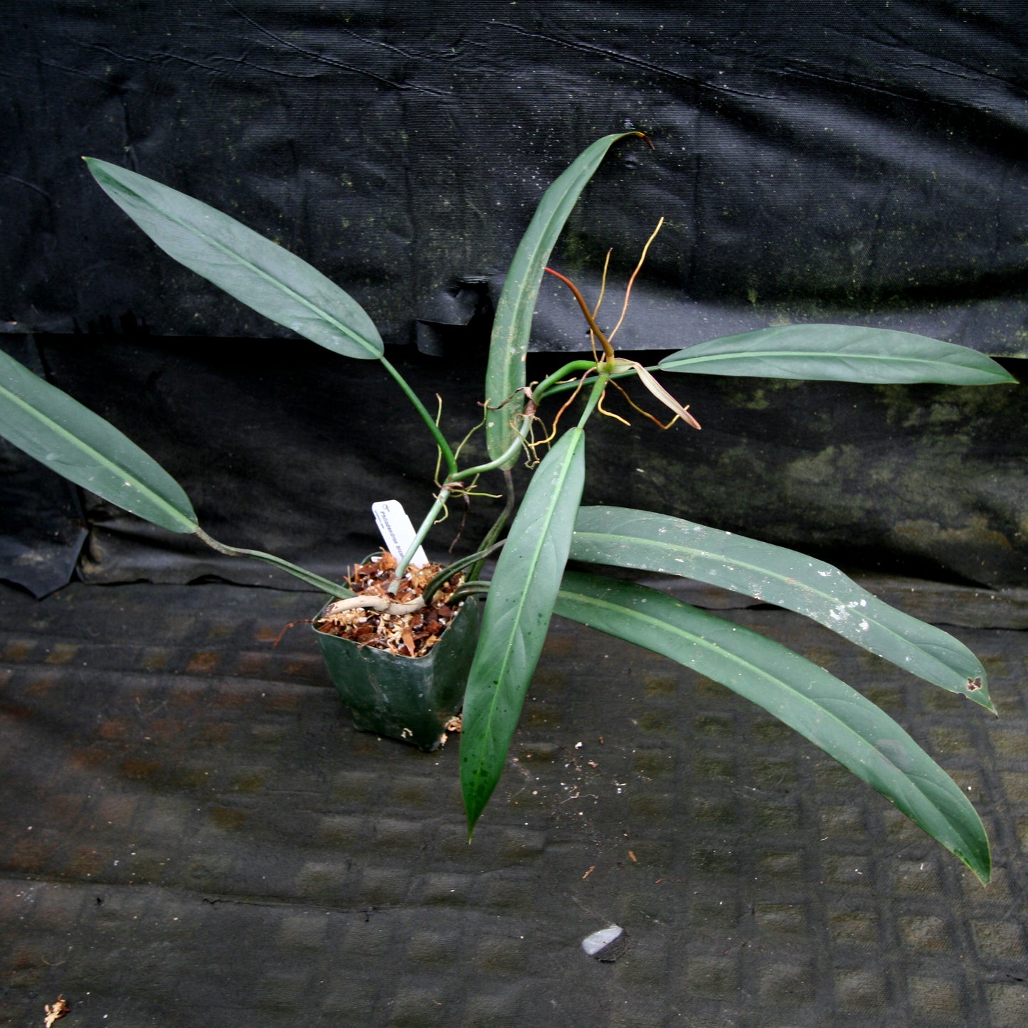 long thin leaf philodendron Philodendron bicolor – Carnivero