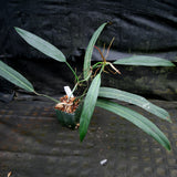 Philodendron bicolor
