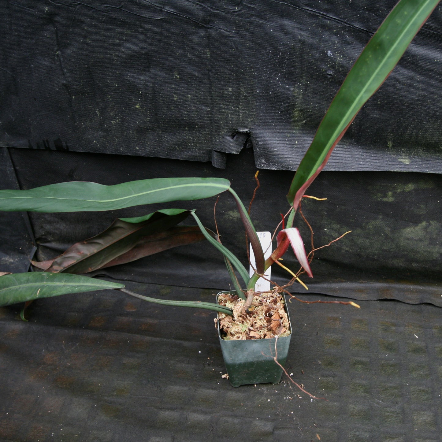 philodendron coriaceum Philodendron bicolor – Carnivero