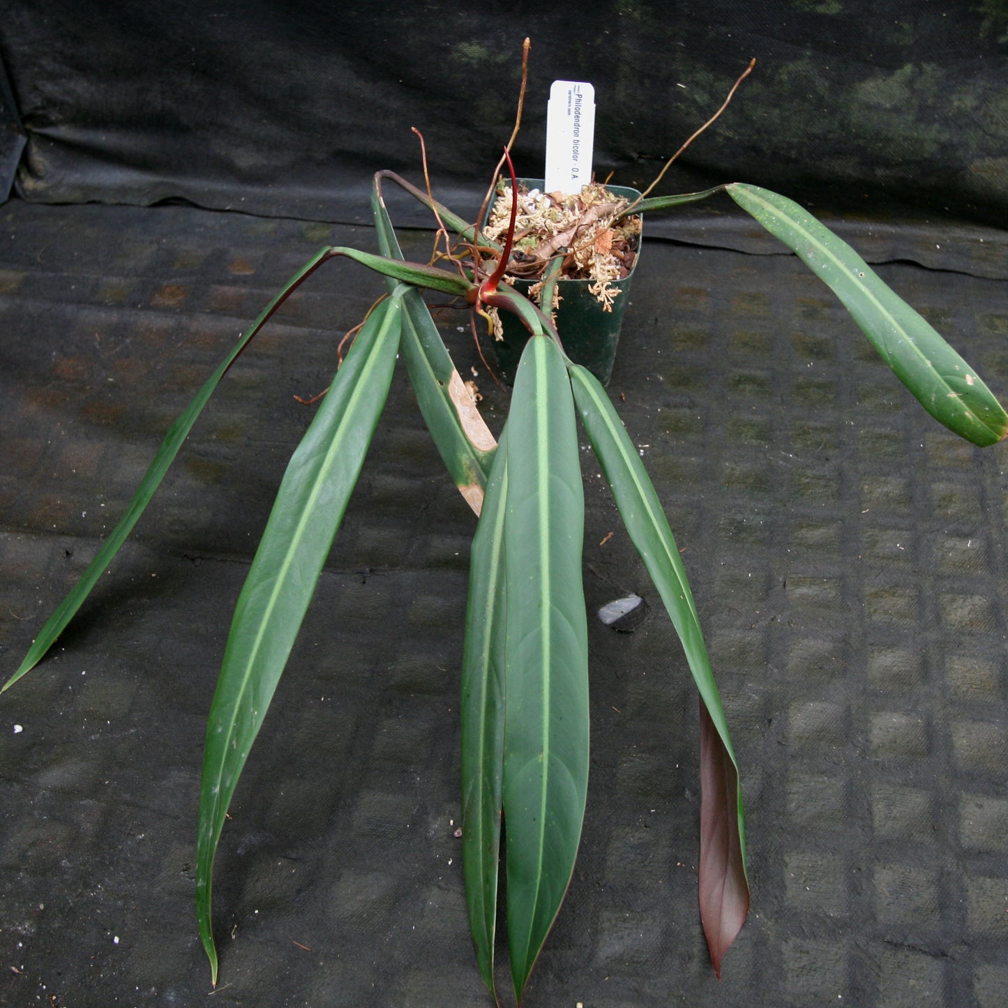 philodendron bicolore Philodendron bicolor – Carnivero