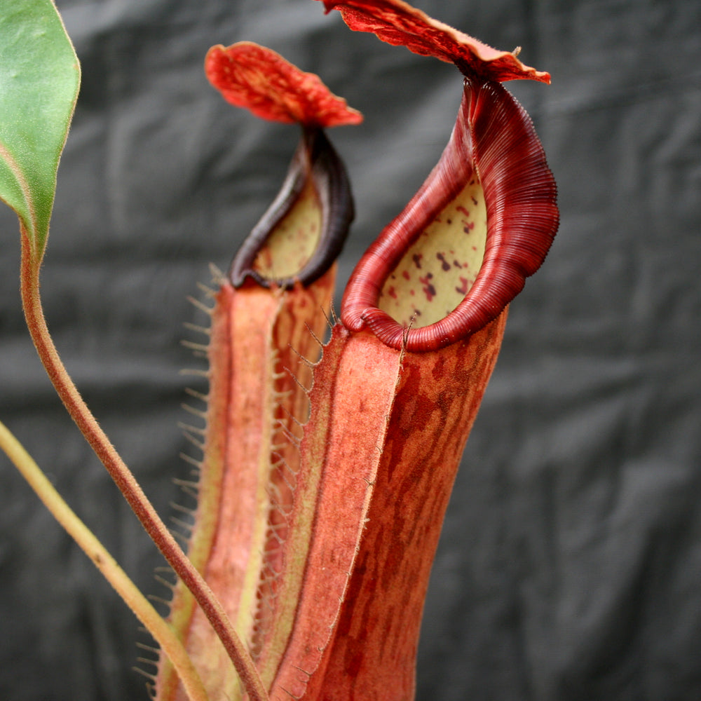 
                      
                        Nepenthes Song of Melancholy x boschiana, CAR-0131
                      
                    
