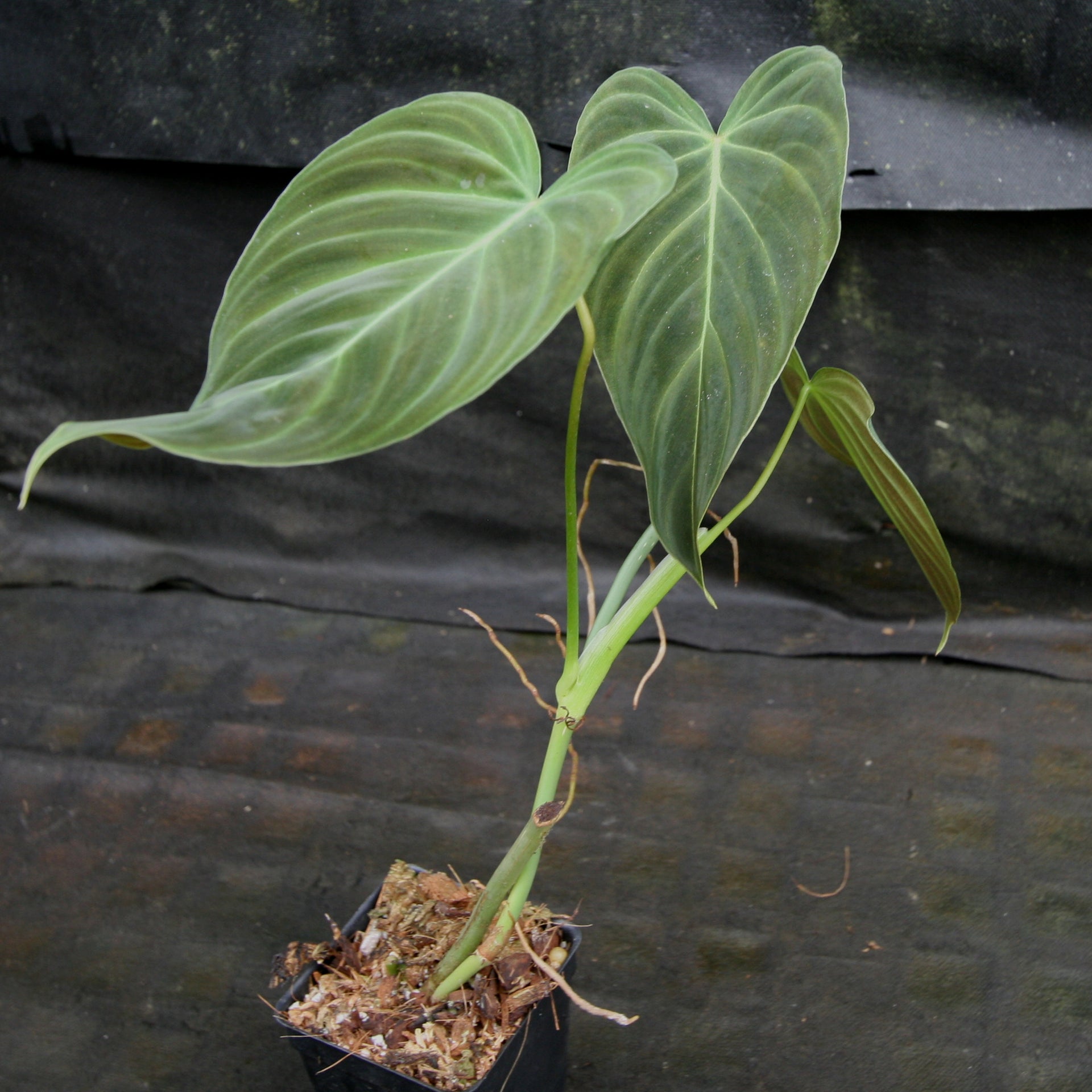 philodendron melano x verru Philodendron Splendid (verrucosum x melanochrysum)
