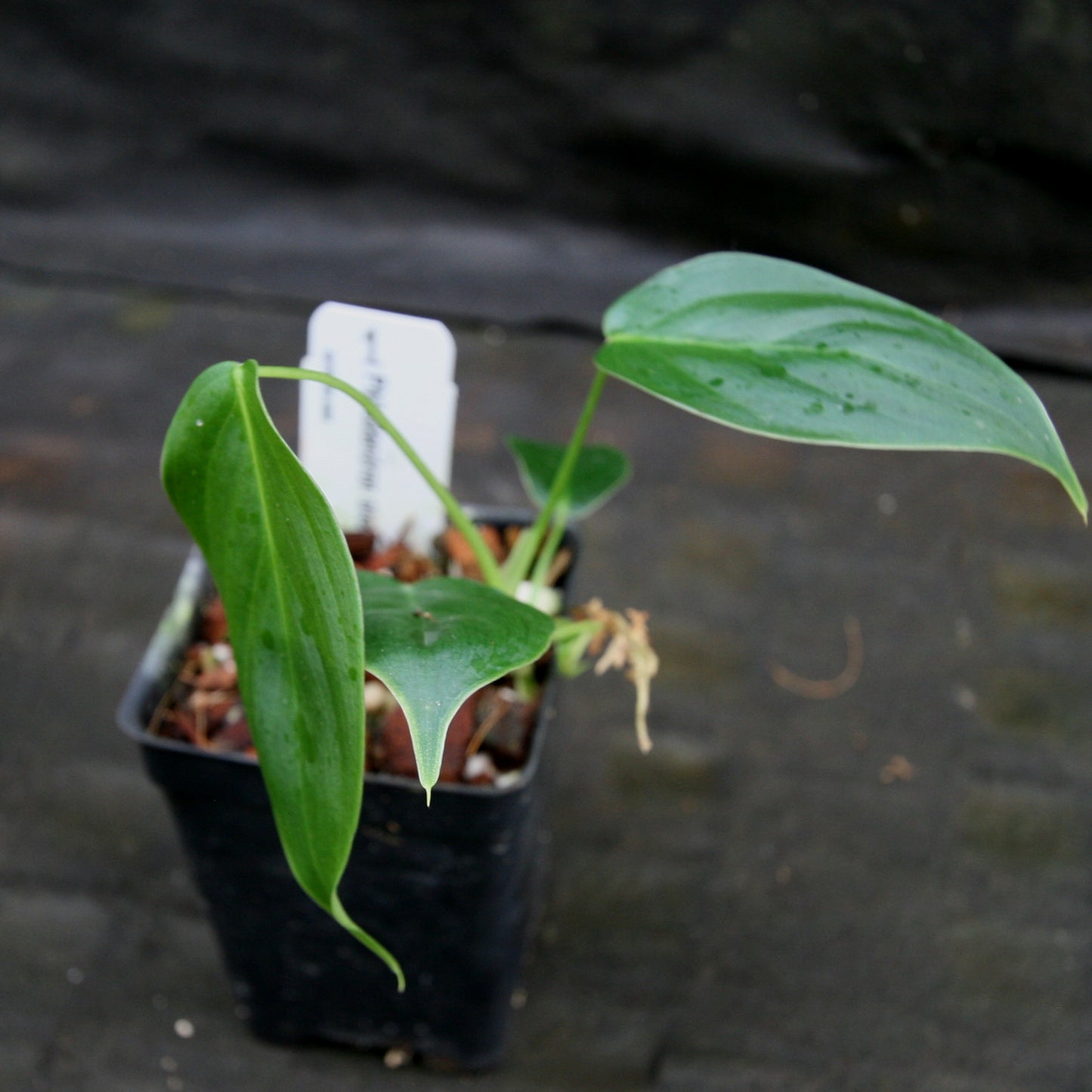 philodendron sharoniae care Philodendron sharoniae