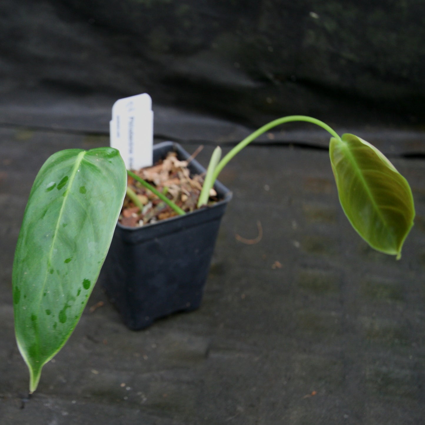 philodendron sharoniae san antonio Philodendron sharoniae