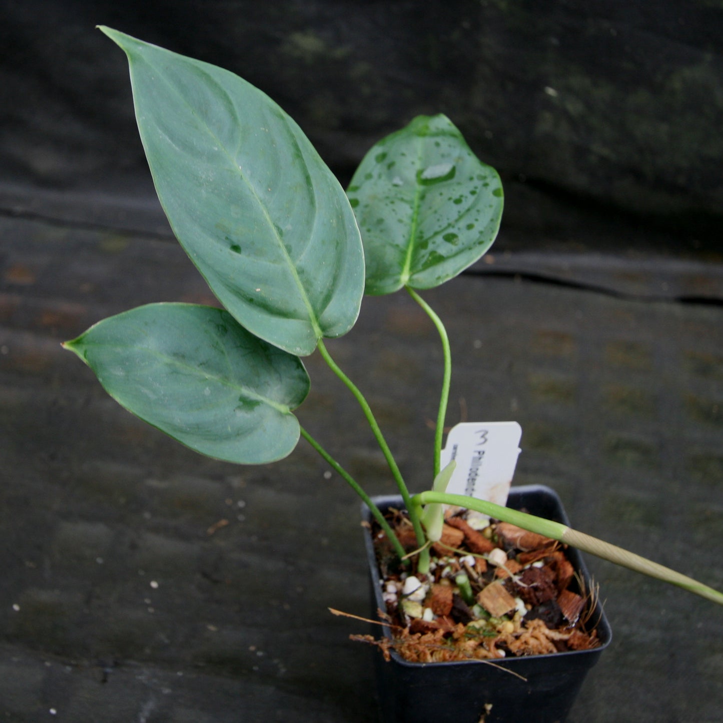 philodendron in tiny pot Philodendron sharoniae