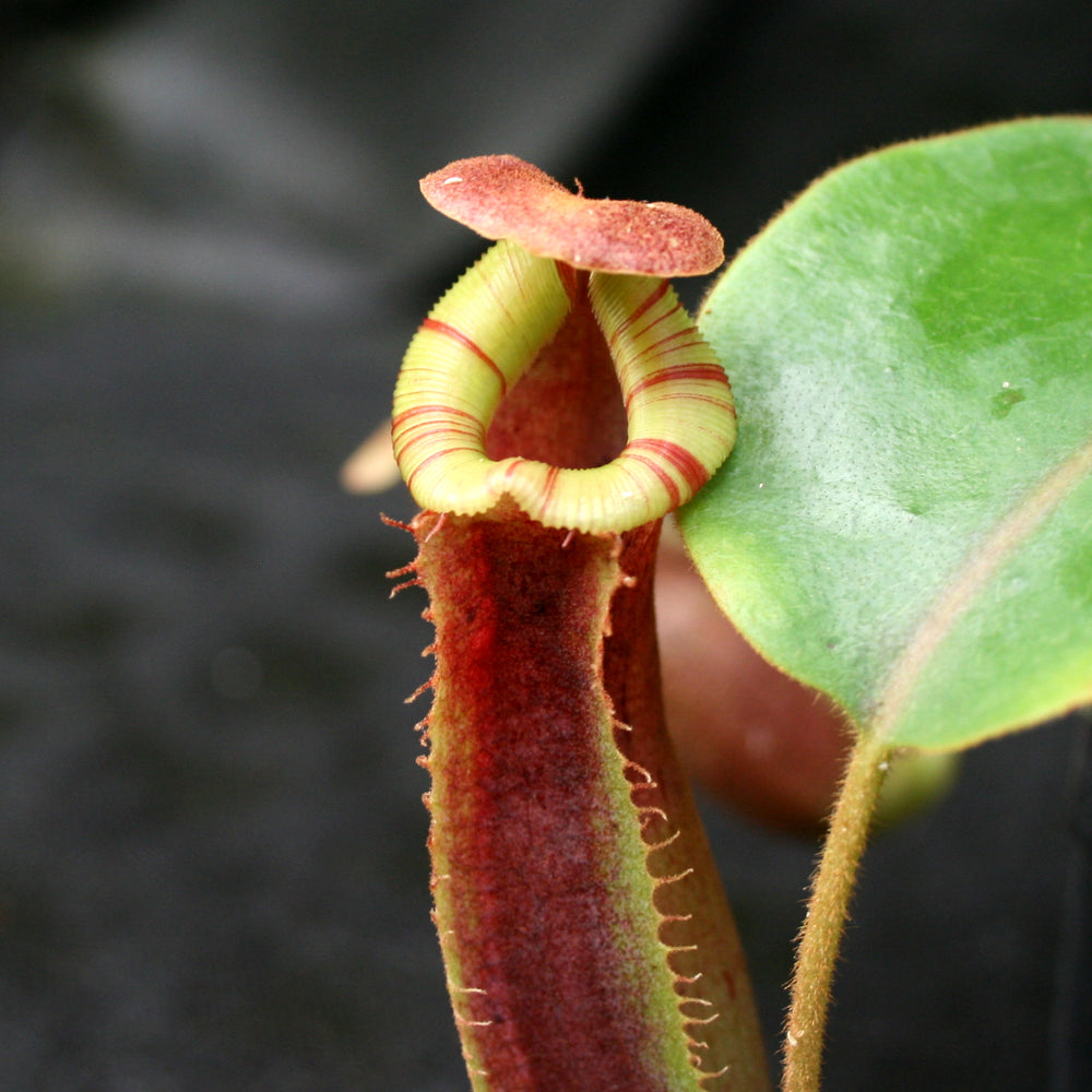 
                      
                        Nepenthes (veitchii x platychila) x Redonkulas, CAR-0165
                      
                    