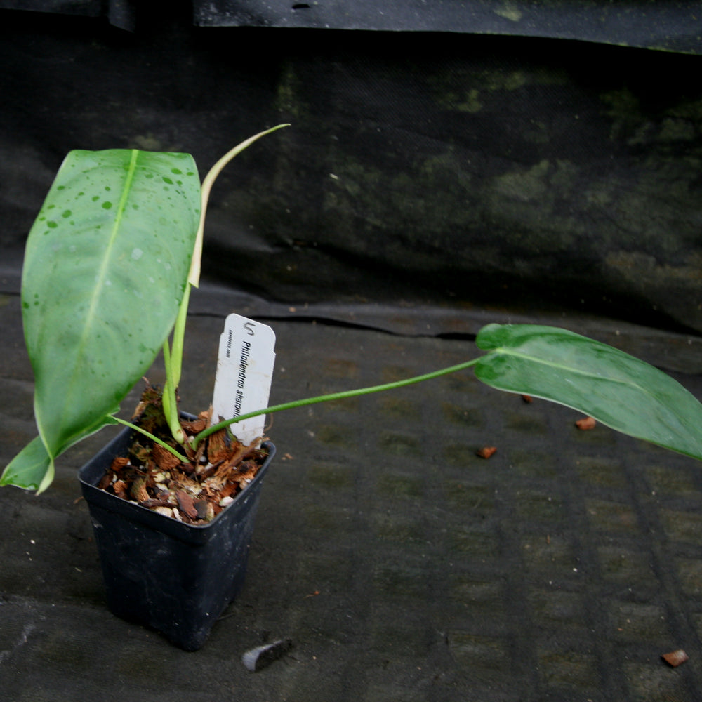 
                      
                        Philodendron sharoniae
                      
                    
