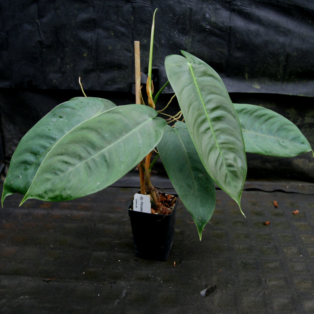 
                      
                        Philodendron sharoniae
                      
                    