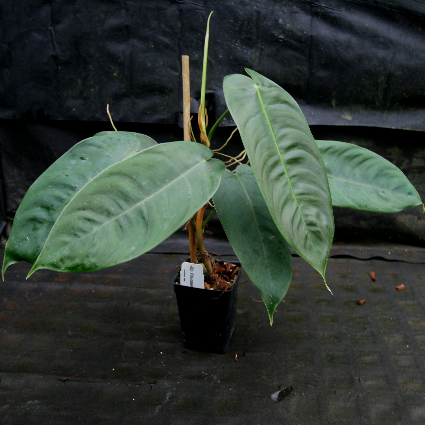 philodendron sharoniae for sale Philodendron sharoniae
