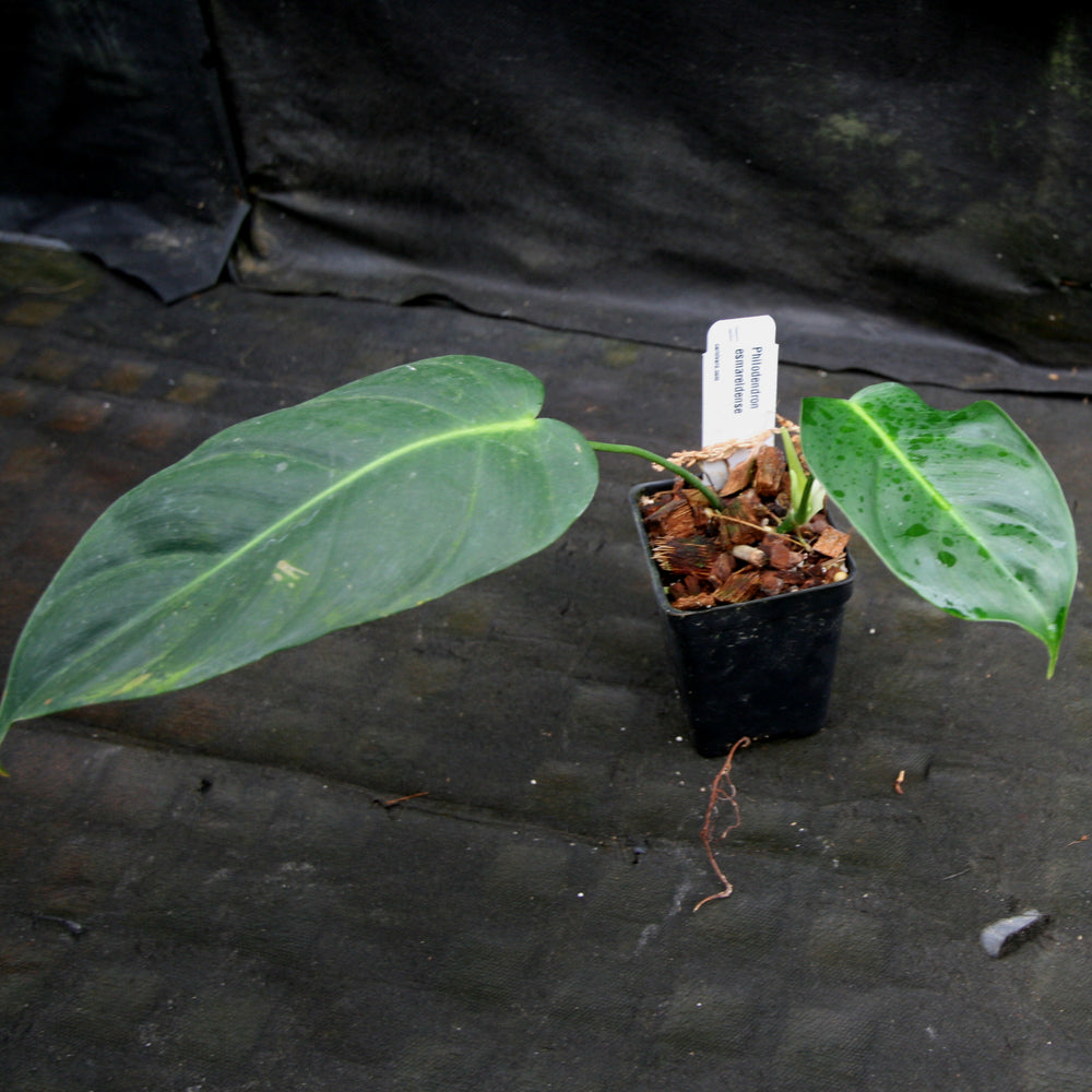 
                      
                        Philodendron esmeraldense
                      
                    