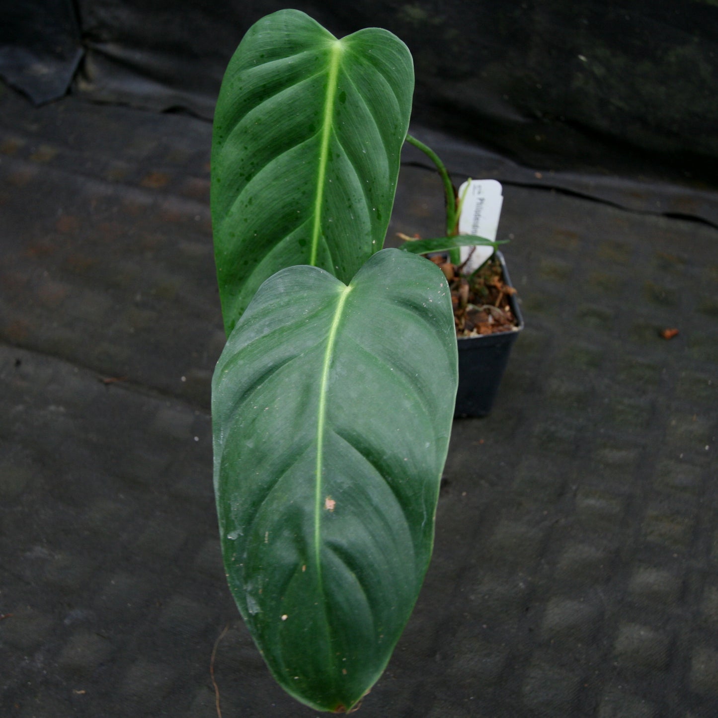 philodendron esmeraldense vs patriciae Philodendron esmeraldense – Carnivero