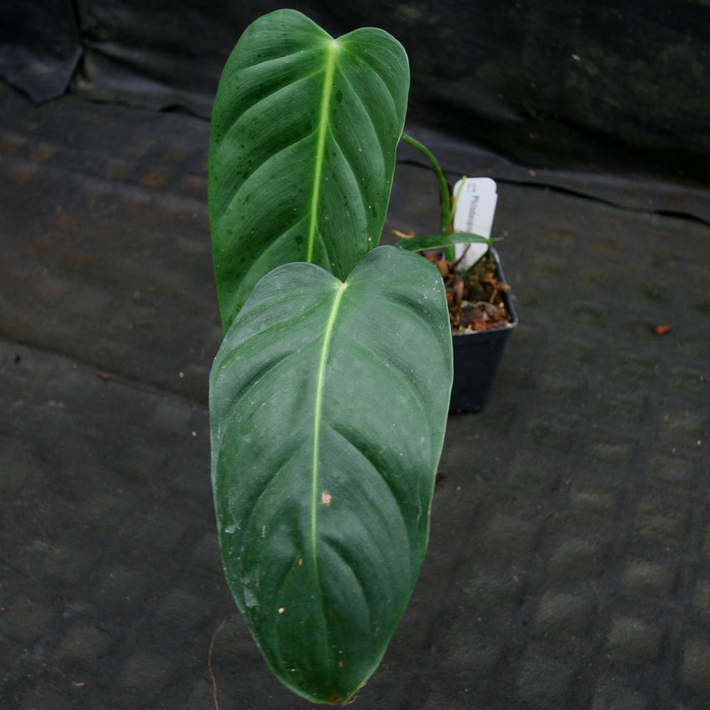 
                      
                        Philodendron esmeraldense
                      
                    