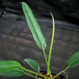 Philodendron sp Venez