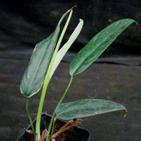 Philodendron sp Venez with long slender dark green leaves in a pot