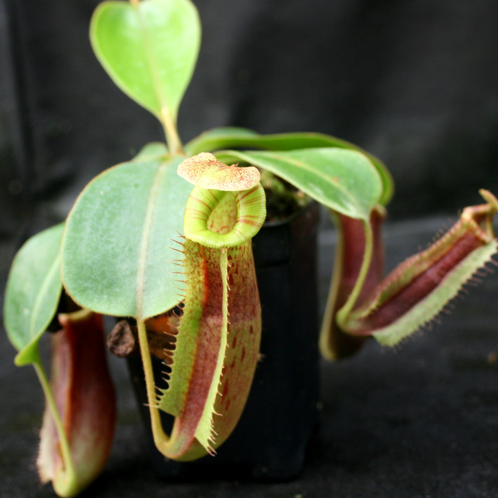 
                      
                        Nepenthes (veitchii x platychila) x Redonkulas, CAR-0165
                      
                    