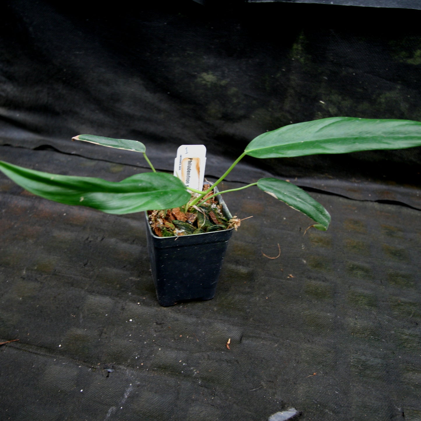 philodendron sp costa rica Philodendron sp Venez – Carnivero