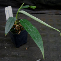 Philodendron sp Venez