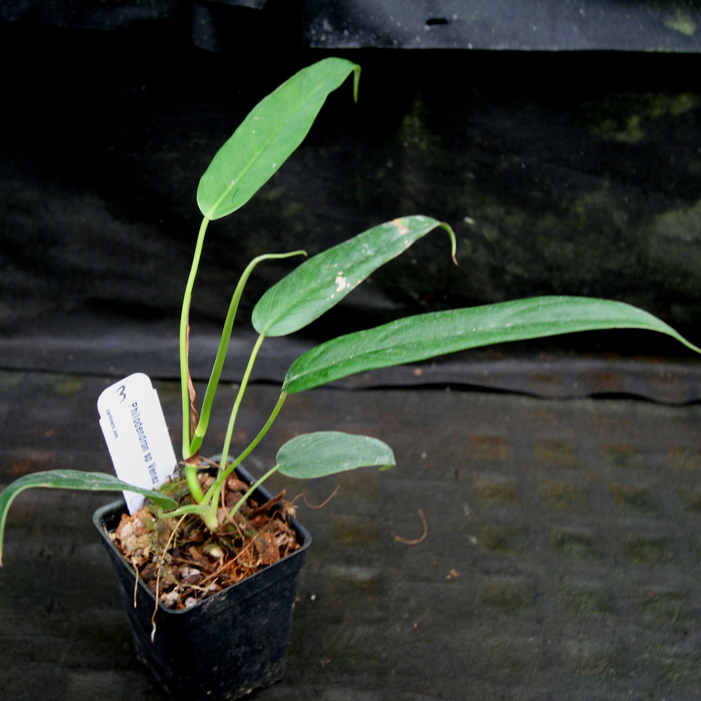 philodendron sp. papua new guinea Philodendron sp Venez – Carnivero