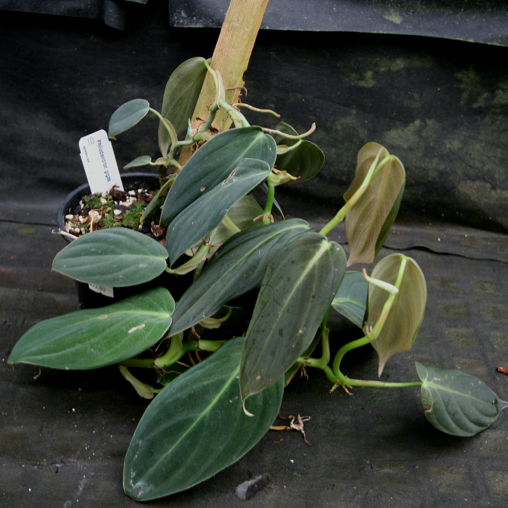
                      
                        Philodendron gigas
                      
                    