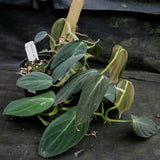 Philodendron gigas