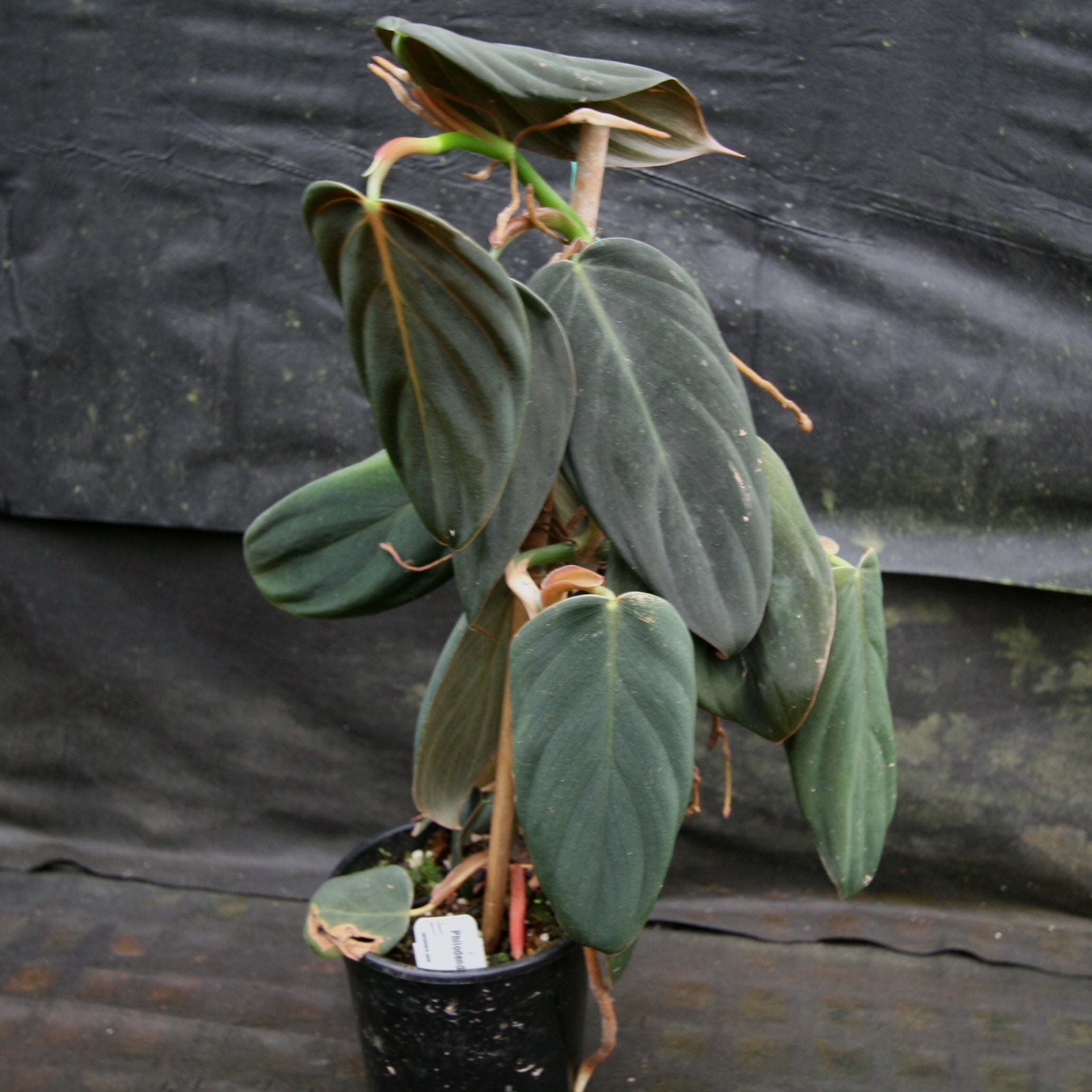 Philodendron gigas – Carnivero