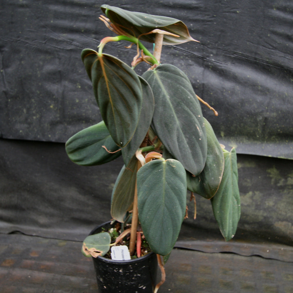 
                      
                        Philodendron gigas
                      
                    