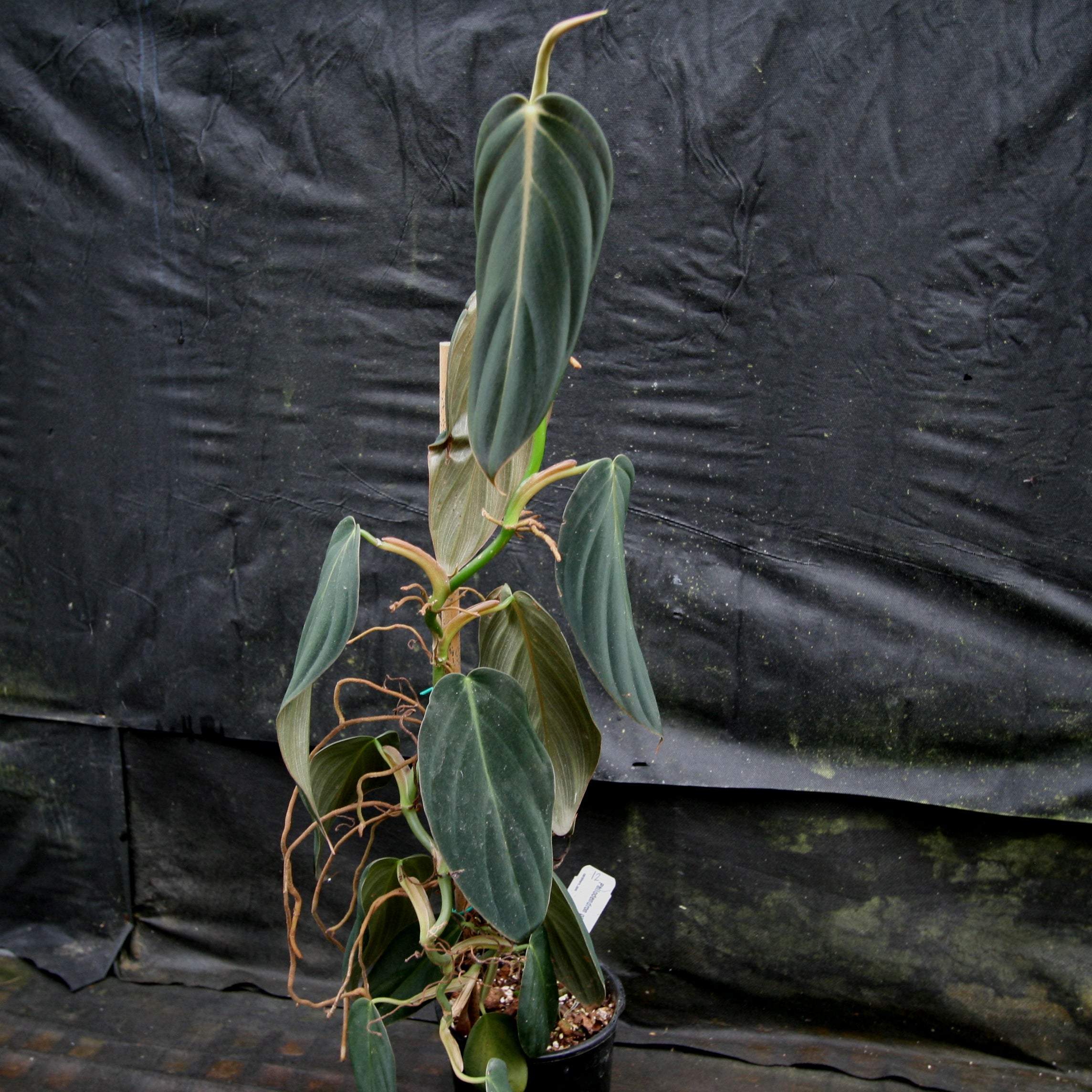Philodendron gigas – Carnivero