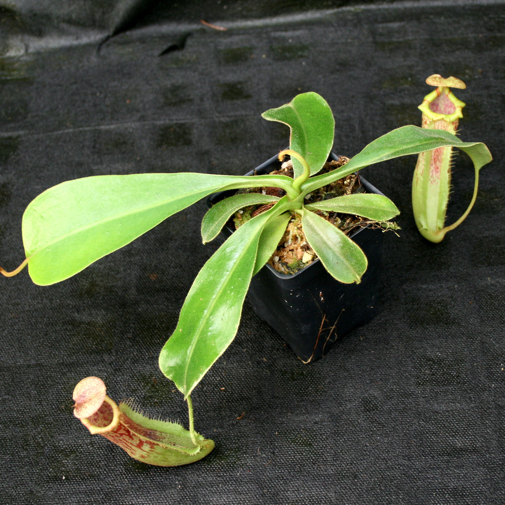 
                      
                        Nepenthes (veitchii x platychila) x Redonkulas, CAR-0165
                      
                    