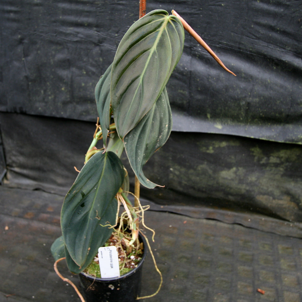 
                      
                        Philodendron gigas
                      
                    