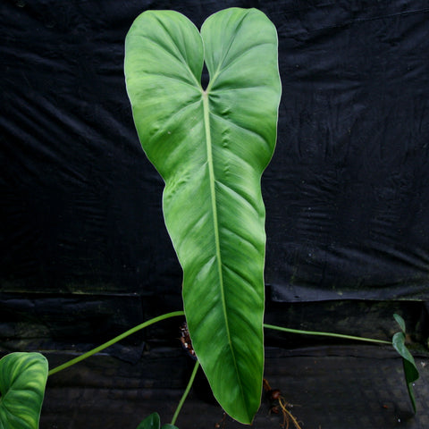 Large green Philodendron dolichogynium leaf with a heart shape and pale midrib against a dark backdrop.